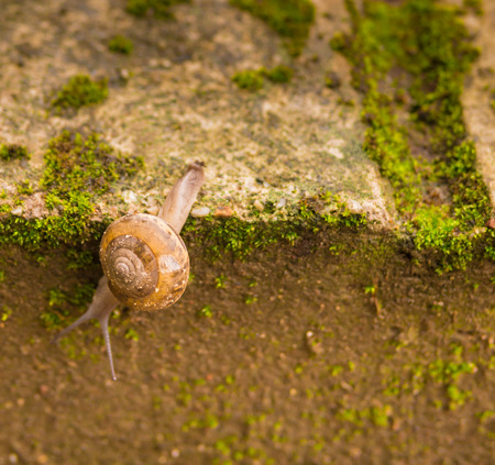 Snail climbing down across the edge of grey brick wallの写真素材