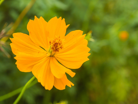 Beautiful yellow flower of Cosmos or Mexican aster  Cosmos sulphureus の写真素材