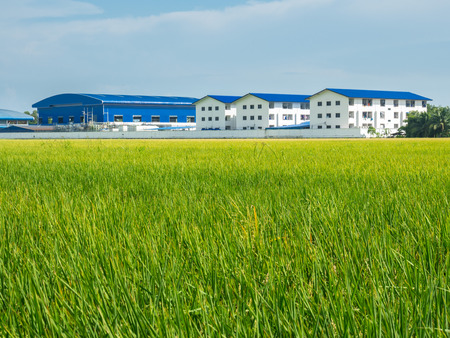 Green rice field and factory in developing countryのeditorial素材