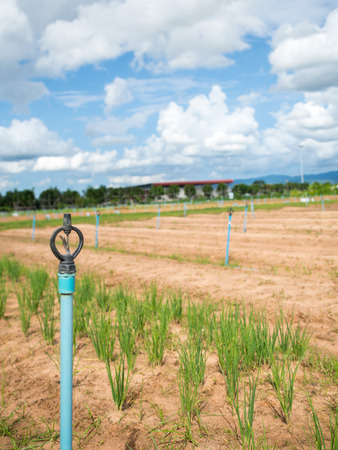 Water sprinkler for the agriculture field, Thailandの写真素材