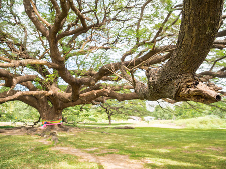 Over 100-year-old big Rain Tree (Samanea saman)の写真素材