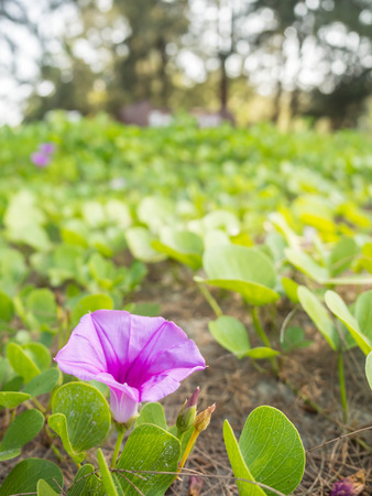 Closeup fresh flower bud of Beach Morning Glory (Ipomoea pes-caprae), Thailandの写真素材