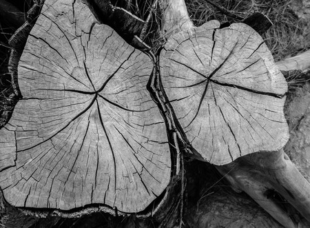 Stump of felled tree closeup detailsの写真素材