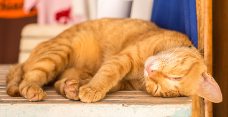 Cute small asian kitty sleeping on tableの写真素材