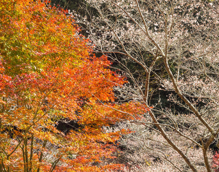 Beautiful winter cherry blossom called Shikizakura with autumn foliage in Obara, Aichi, Japanの写真素材