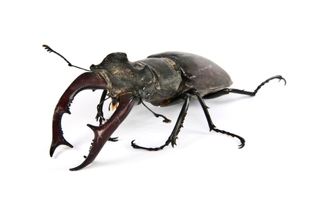 Lucanus Cervusの写真素材
