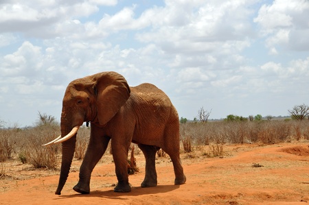 African elephantの写真素材