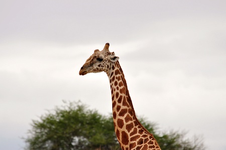 Lonely Giraffe in Kenyaの写真素材