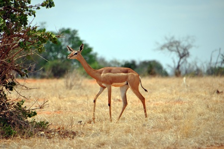 Kudu in African national parkの写真素材