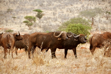 Buffalo herd in Kenyaの写真素材