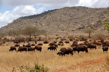 Buffalo herd in Kenyaの写真素材