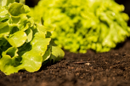 Fresh Lettuce in the Garden photographed from the sideの写真素材