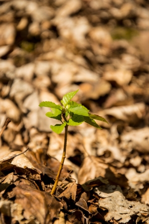 Small seedling photographed in the woodsの写真素材