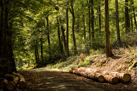 Path in the woods at sunshineの写真素材
