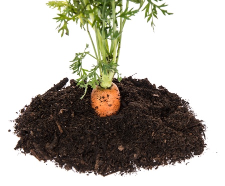 Carrot in earth isolated on white backgroundの写真素材