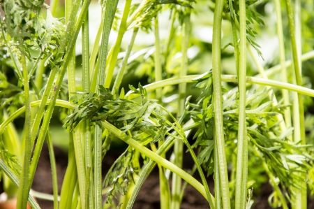 Fresh Carrots in the Gardenの写真素材