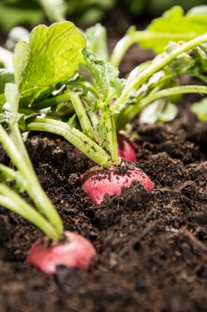 Small Radish plants in the gardenの写真素材