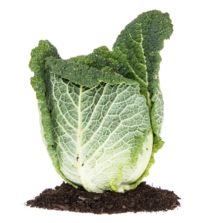 Savoy on a heap of dirt isolated on white backgroundの写真素材