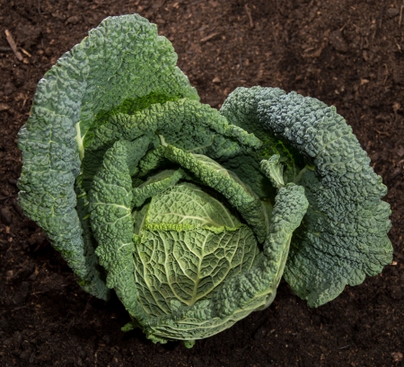 Fresh Savoy in the garden against dark earthの写真素材