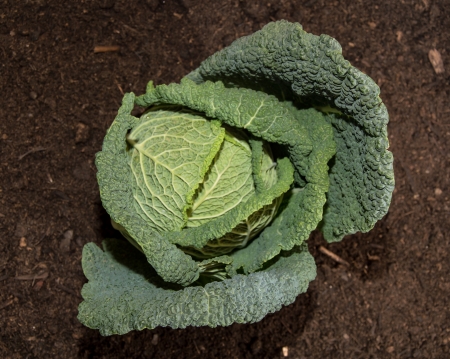 Fresh Savoy in the garden against dark earthの写真素材