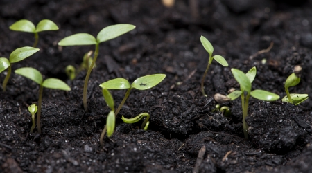 Small plant in dark earth (macro shot)の写真素材