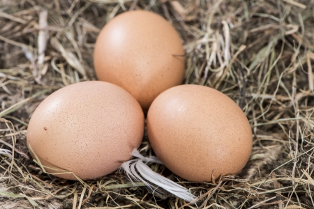 Some brown Eggs (close-up shot)の写真素材