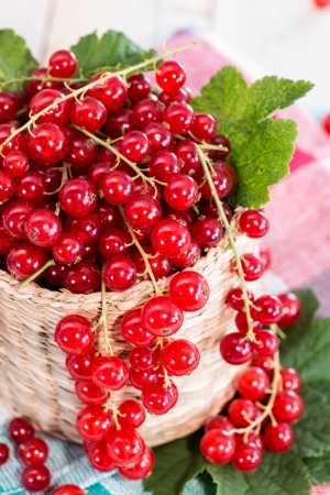 Heap of fresh harvested Red Currantsの写真素材
