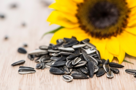 Sunflower with Seeds on wooden background (macro shot)の写真素材