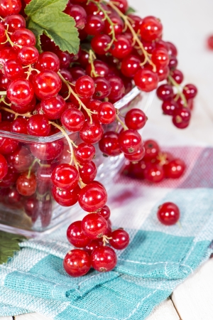 Fresh harvested Red Currants (macro shot)の写真素材