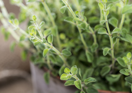Small and young Oregano Plant (detailed close-up shot)の写真素材