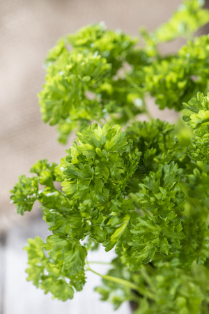 Fresh Parsley Plant (detailed close-up studio shot)の写真素材