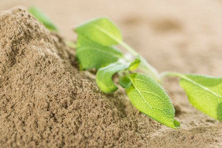 Small portion of Powdered Sage (close-up shot)の写真素材