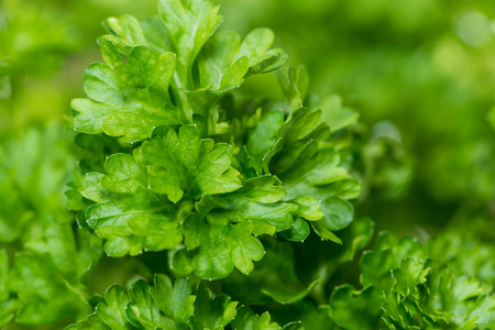 Fresh Parsley Plant as detailed macro shotの写真素材