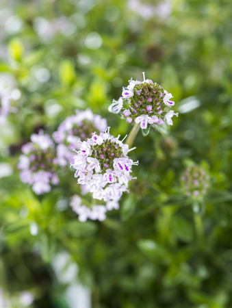 Fresh Winter Savory Plant (detailed close-up shot)の写真素材