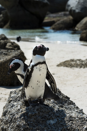 African Penguins (Spheniscus Demersus) at Boulders Beach (Simonstown) in South Africaの写真素材