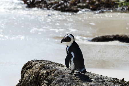 African Penguins (Spheniscus Demersus) at Boulders Beach (Simonstown) in South Africa