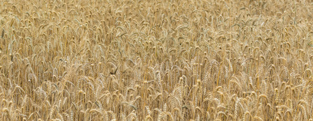 Wheat field (close-up shot) in the sunの写真素材