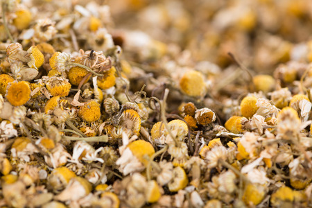 Dried Camomile (close-up shot) for use as background image or as textureの写真素材
