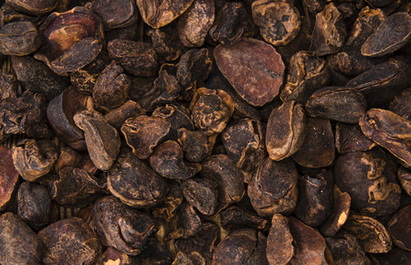 Whole dried Cola Nuts for use as background image or as texture (close-up shot)の写真素材