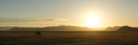 Lonely Oryx in the Namib Desert (Namibia) on the way to Sossusvleiの写真素材