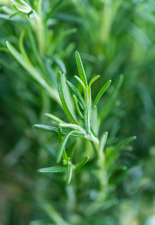 Some fresh Rosemary (close-up shot; selective focus) on vintage wooden backgroundの写真素材