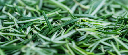 Portion of fresh Rosemary as a detailes close-up shot (selective focus) on wooden backgroundの写真素材