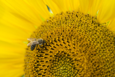 Sunflower with a Bee (selective focus; close-up shot)