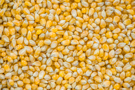 Corn for use as background or as image (close-up shot; selective focus)の写真素材