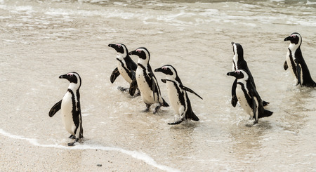 African Penguins (lat. Spheniscus Demersus) at Boulders Beach in Simonstown in South Africaの写真素材