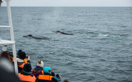 Whale Watching from a boat in Husavik, northern Icelandの写真素材