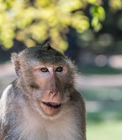 Monkey in Angkor Wat, Cambodia. Detailed close-up shotの写真素材