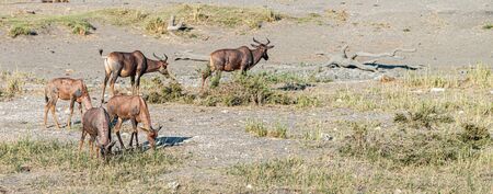 Group of Red Hartebeest graze in the Kruger Nation Park, South Africaの写真素材