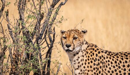 Cheetah in the Kruger National Park, South Africa during winter seasonの写真素材