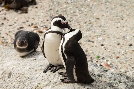 Penguins at Boulders Beach, Simonstown in South Africa (close-up shot)の写真素材